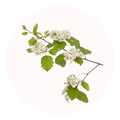 aubépine