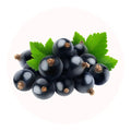cassis