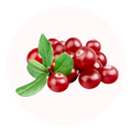 canneberge