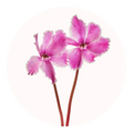 cyclamen