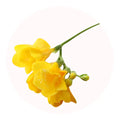 freesia