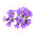 héliotrope