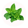menthe