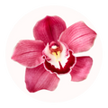 orchidée