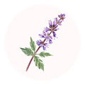 patchouli