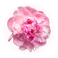 pivoine