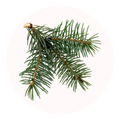 sapin