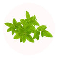 verveine