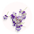 violette