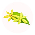 ylang ylang